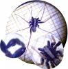 Pardosa sp.